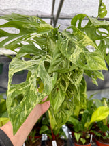 6" Monstera adansonii variegated 'Mint' Canopy Plant Co.