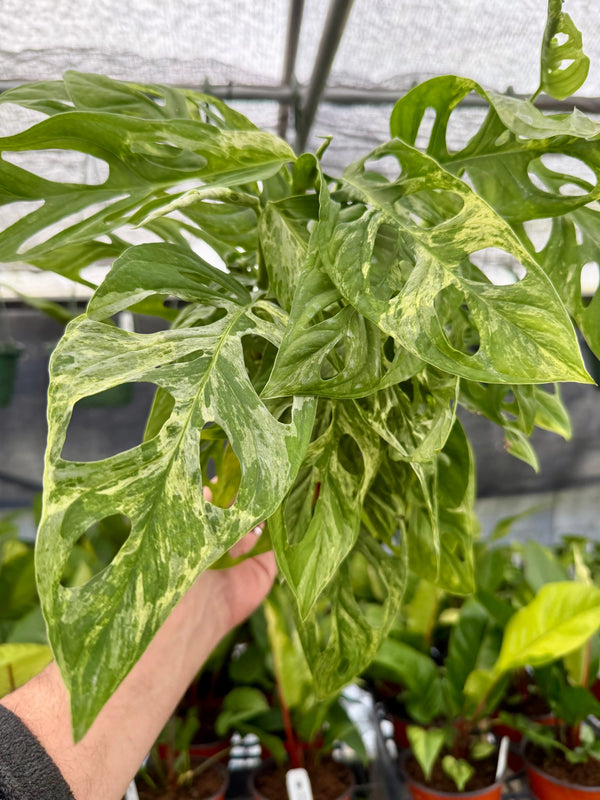Variegated Monstera adansonii 'Mint' plant in a pot, showing lush green and white leaves with distinctive perforations, by Canopy Plant Co.