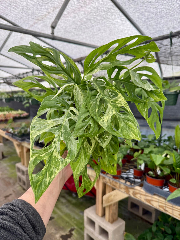 Variegated Monstera adansonii 'Mint' plant in a pot, showcasing lush green and white variegated leaves from Canopy Plant Co.