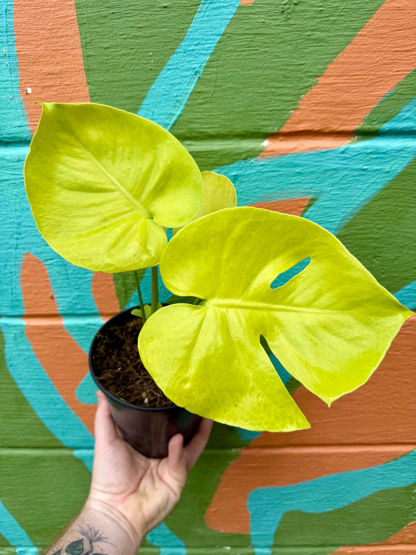 Healthy 6-inch Monstera deliciosa 'Lemon Lime' potted plant with vibrant variegated leaves from Canopy Plant Co.