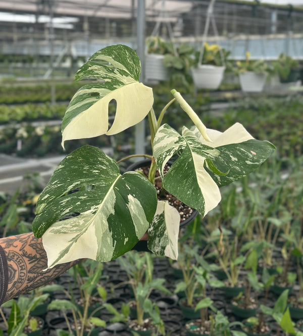 A variegated Monstera plant with green and cream leaves held by a tattooed hand in a greenhouse nursery.