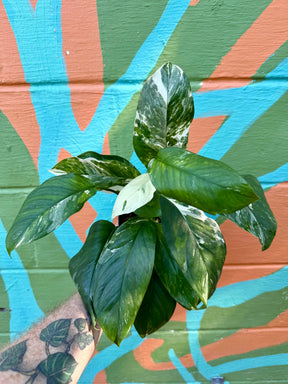 6” Monstera lechleriana variegated Canopy Plant Co.