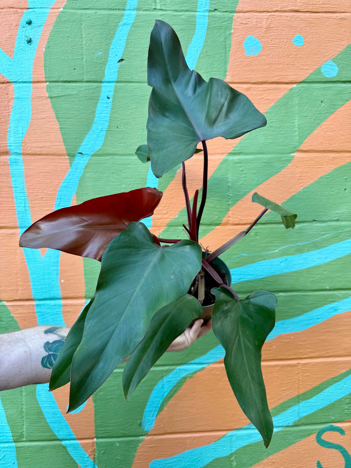 6" Philodendron 'Dark Lord' Canopy Plant Co.