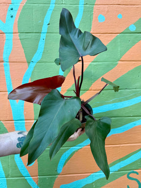 6" Philodendron 'Dark Lord' Canopy Plant Co.