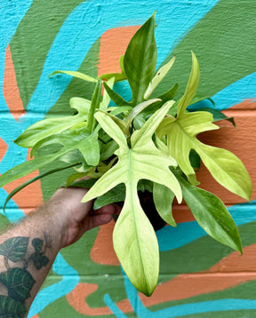 Healthy 6-inch Philodendron 'Florida Ghost' plant from Canopy Plant Co. with vibrant green, elongated leaves.