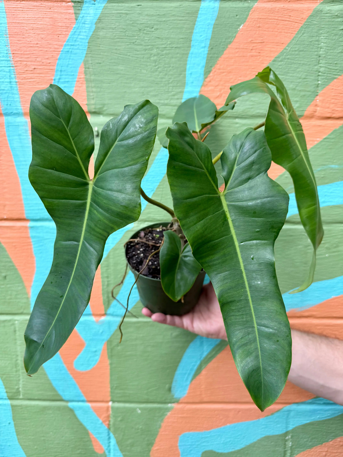 Healthy 6-inch Philodendron Florida x billietiae plant from Canopy Plant Co. with vibrant green leaves and sturdy stems.