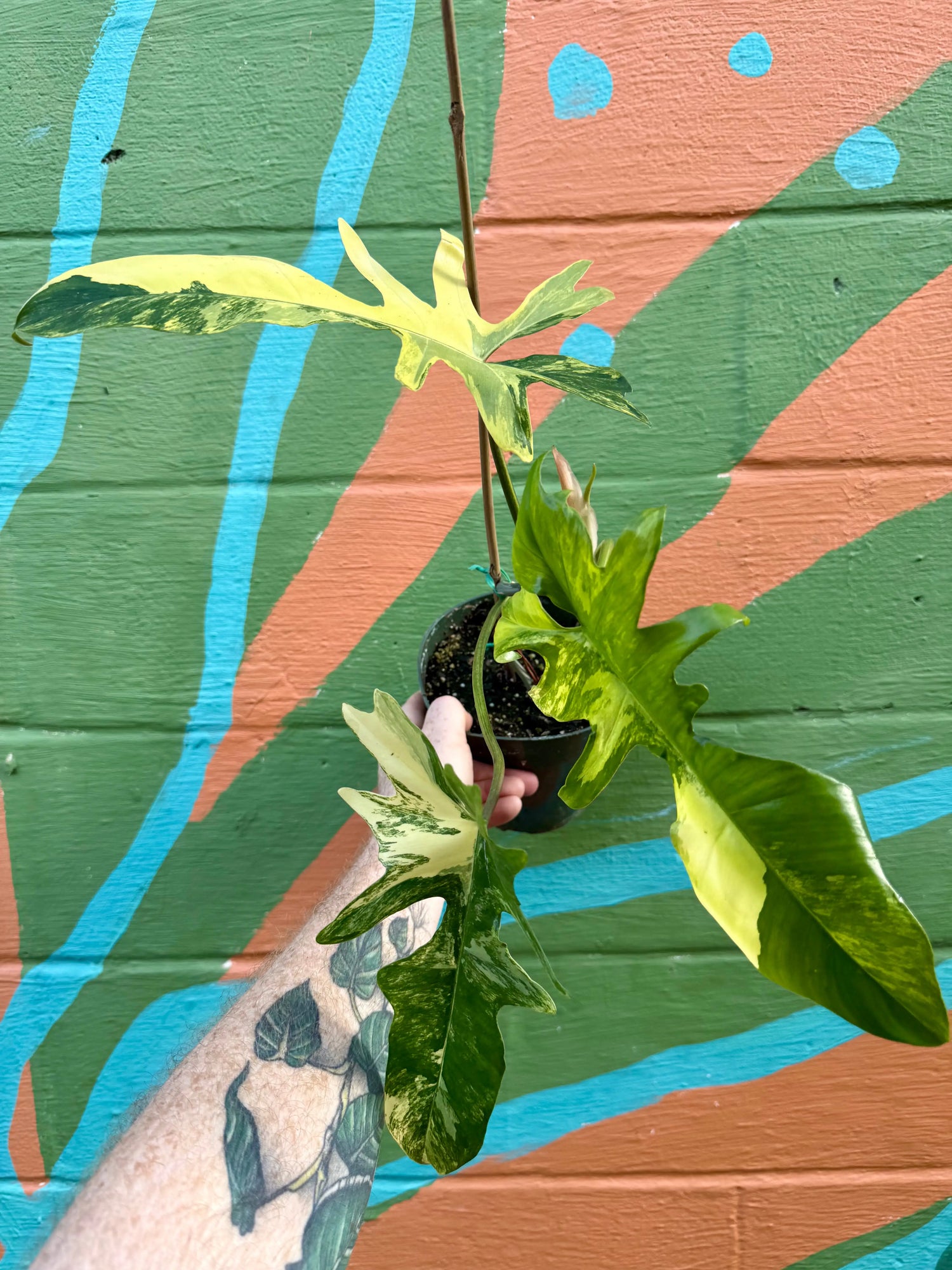 6” Philodendron ‘Kitna' ('Florida Beauty' x mayoi) -  Canopy Plant Co.