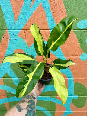 6" Philodendron ‘Thai Sunrise’ -  Canopy Plant Co.