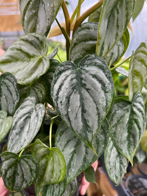 Healthy 6-inch Philodendron brandtianum plant with lush green leaves, crafted by Canopy Plant Co.