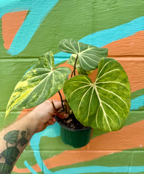 6” Philodendron gloriosum variegated Canopy Plant Co.