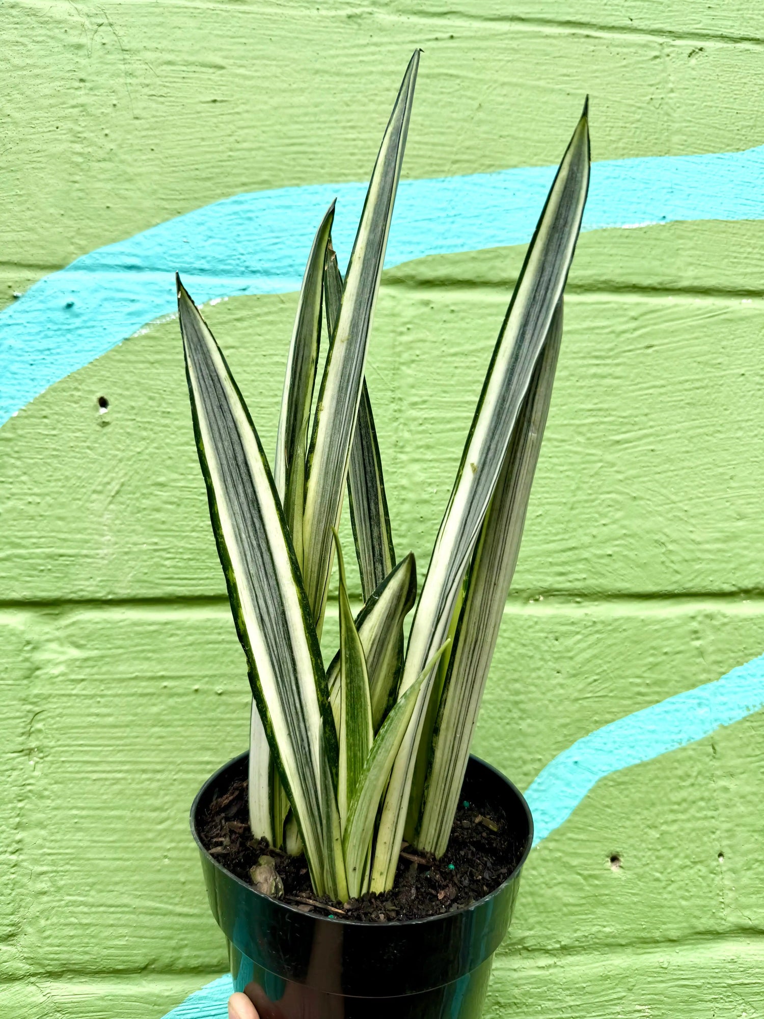 6" Sansevieria ‘Bantel's Sensation’ - Canopy Plant Co.