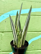 6" Sansevieria ‘Bantel's Sensation’ - Canopy Plant Co.