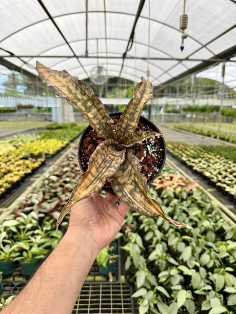 6" Sansevieria kirkii 'Coppertone' variegated -  Canopy Plant Co.
