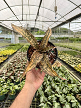 Variegated 6-inch Sansevieria kirkii 'Coppertone' houseplant with green and copper-colored foliage from Canopy Plant Co.