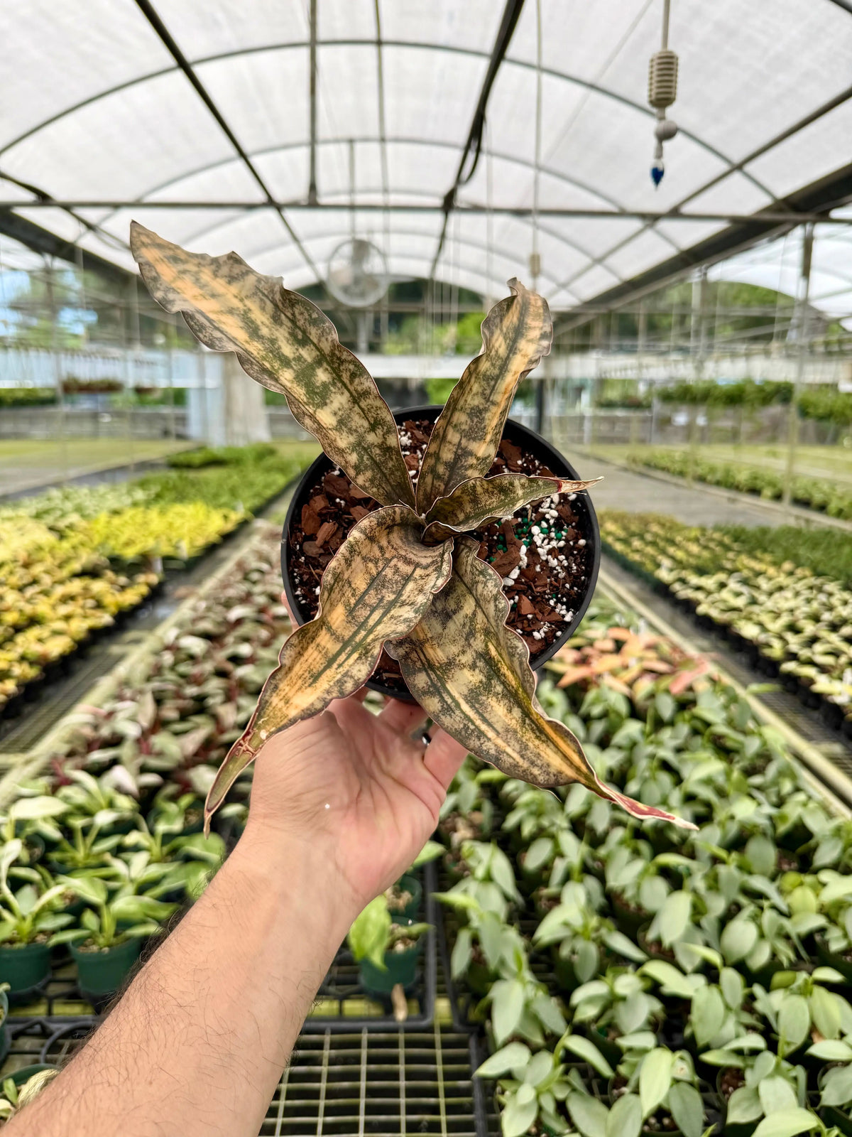 Variegated 6-inch Sansevieria kirkii 'Coppertone' plant by Canopy Plant Co., showing its distinctive green and copper-toned leaves.