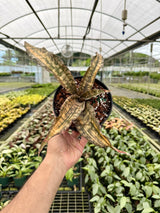 Variegated 6-inch Sansevieria kirkii 'Coppertone' plant by Canopy Plant Co., showing its distinctive green and copper-toned leaves.
