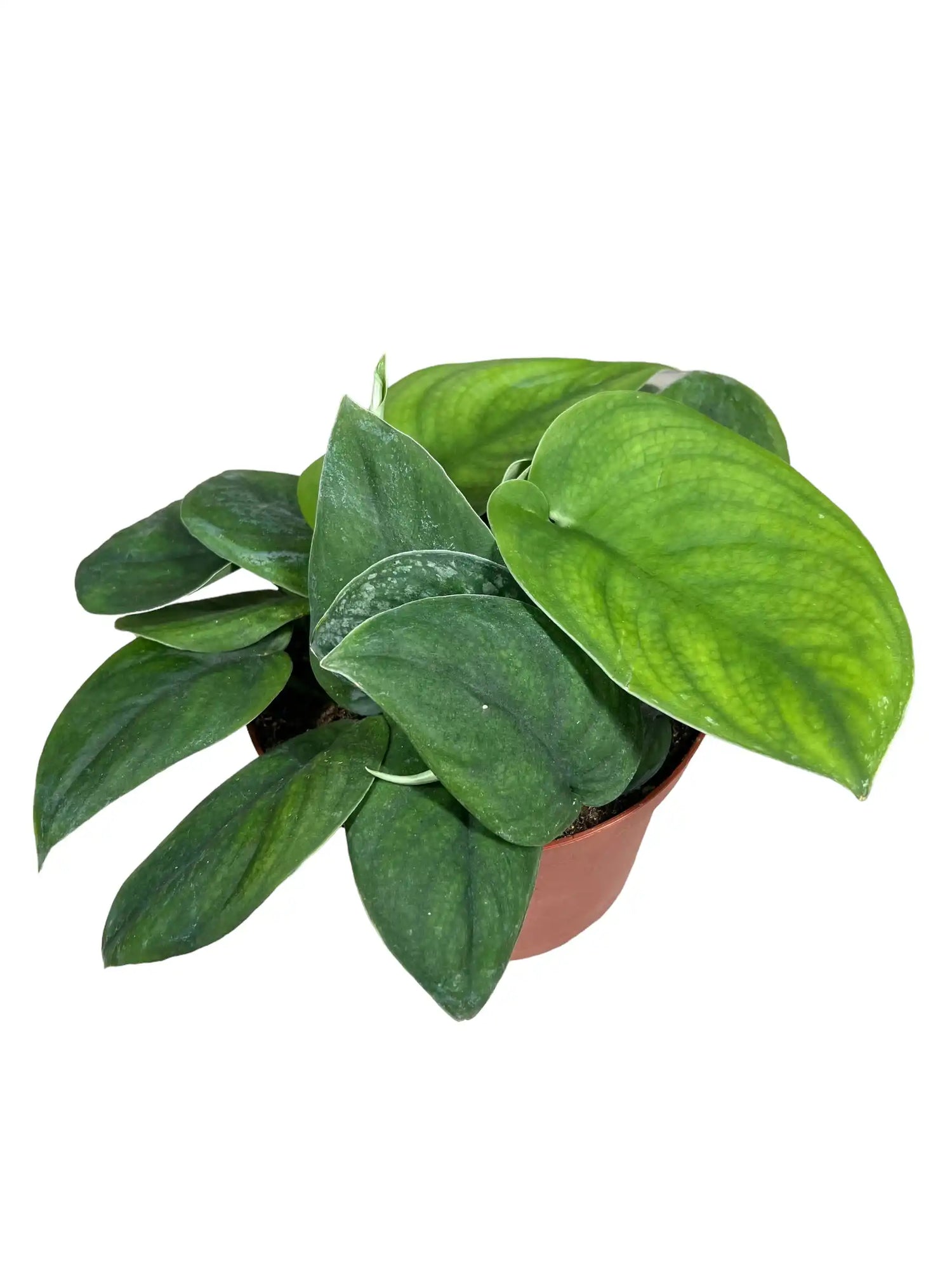 4" Scindapsus 'Jade Satin'