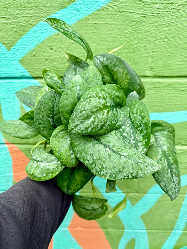 Healthy 6-inch Scindapsus 'Mount Salak' potted plant by Canopy Plant Co., featuring lush green variegated leaves.