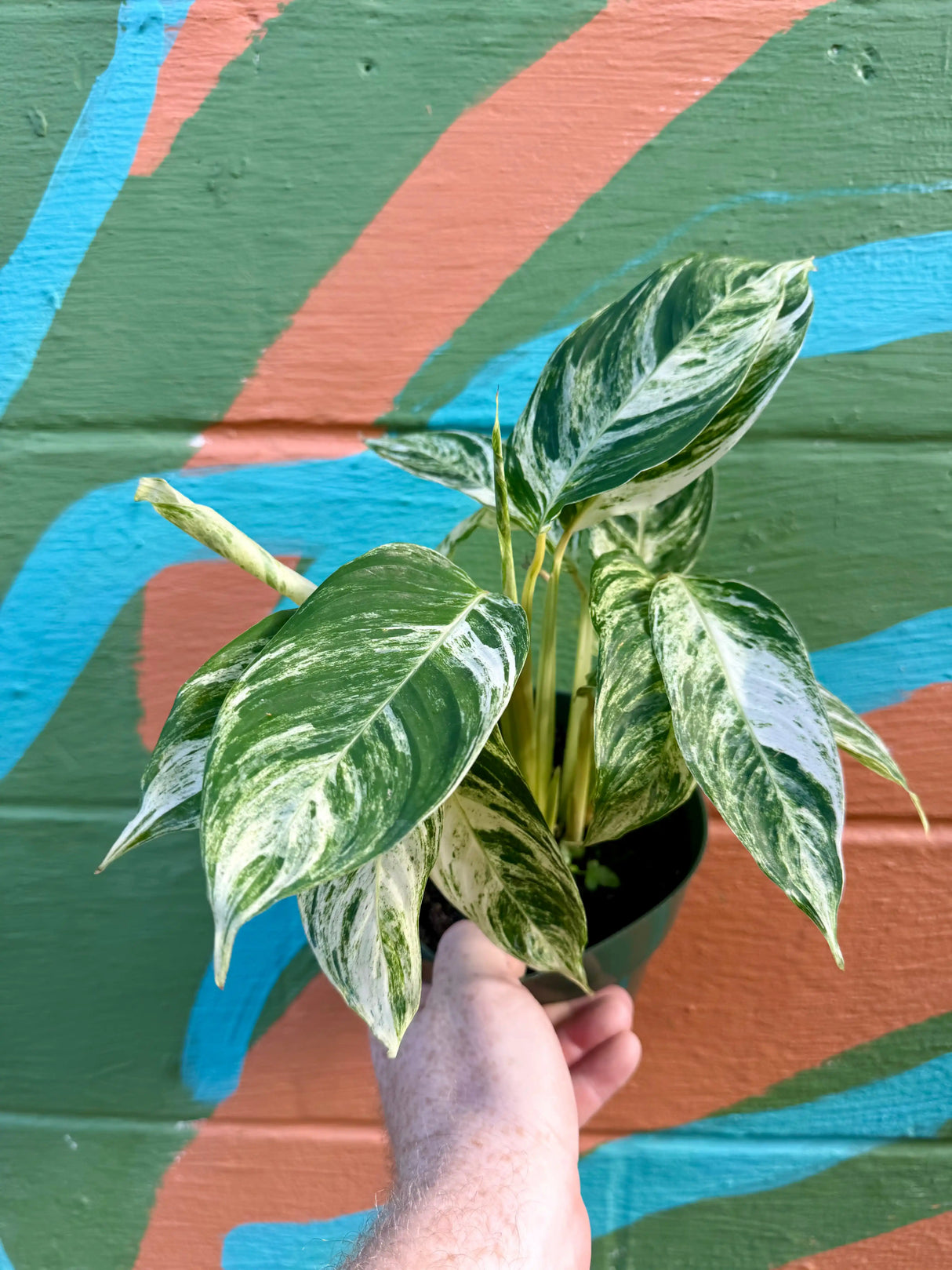 6" Stromanthe 'Charlie' Canopy Plant Co.