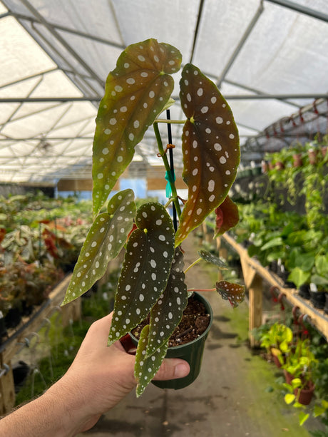 4" Begonia maculata