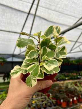 4" Ficus triangularis variegated - Canopy Plant Co.