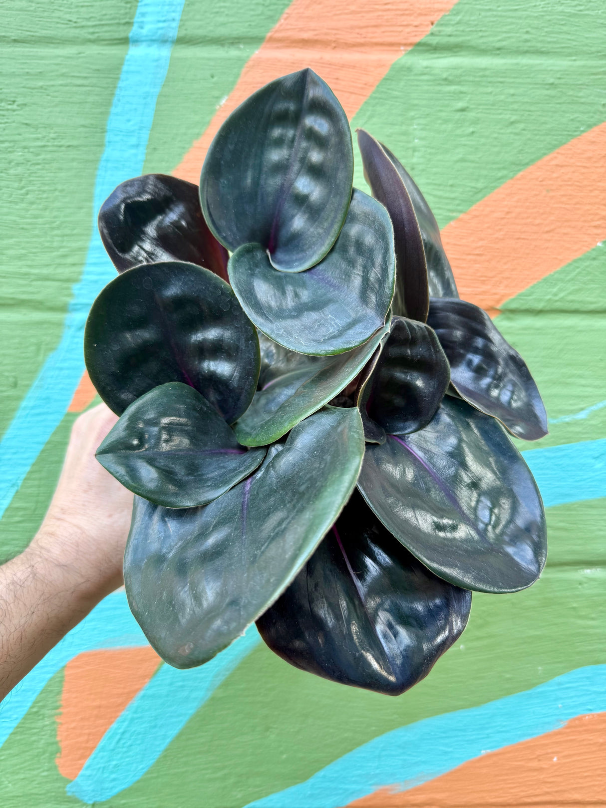 5” Geogenanthus ciliatus - Canopy Plant Co.