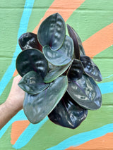 5” Geogenanthus ciliatus - Canopy Plant Co.