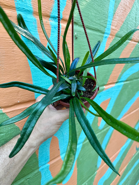 4" Microsorum thailandicum ‘Blue Oil Fern’ hanging basket