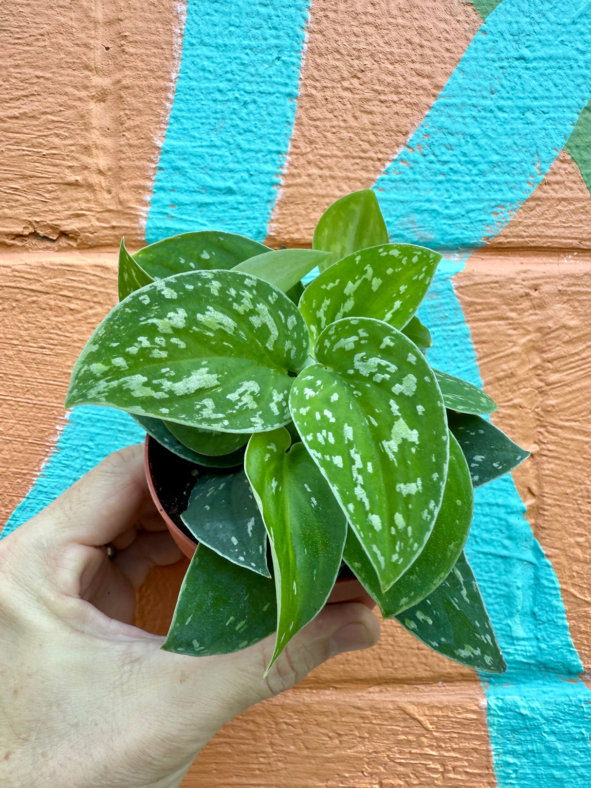 4” Scindapsus 'Tricolor'