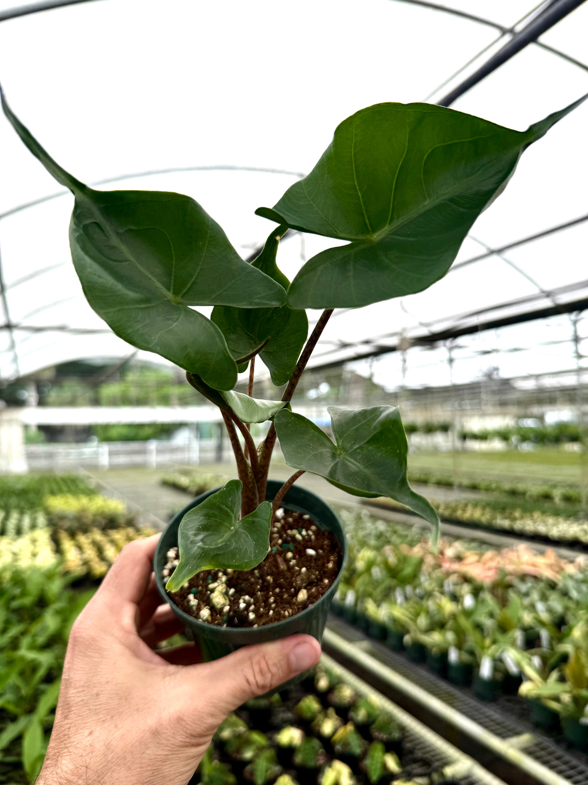 4" Alocasia ‘Stingray’