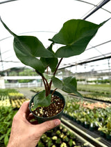 4" Alocasia ‘Stingray’
