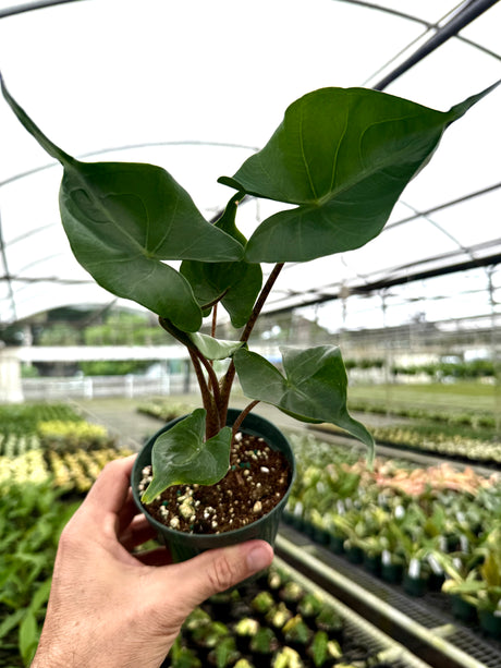 4" Alocasia ‘Stingray’