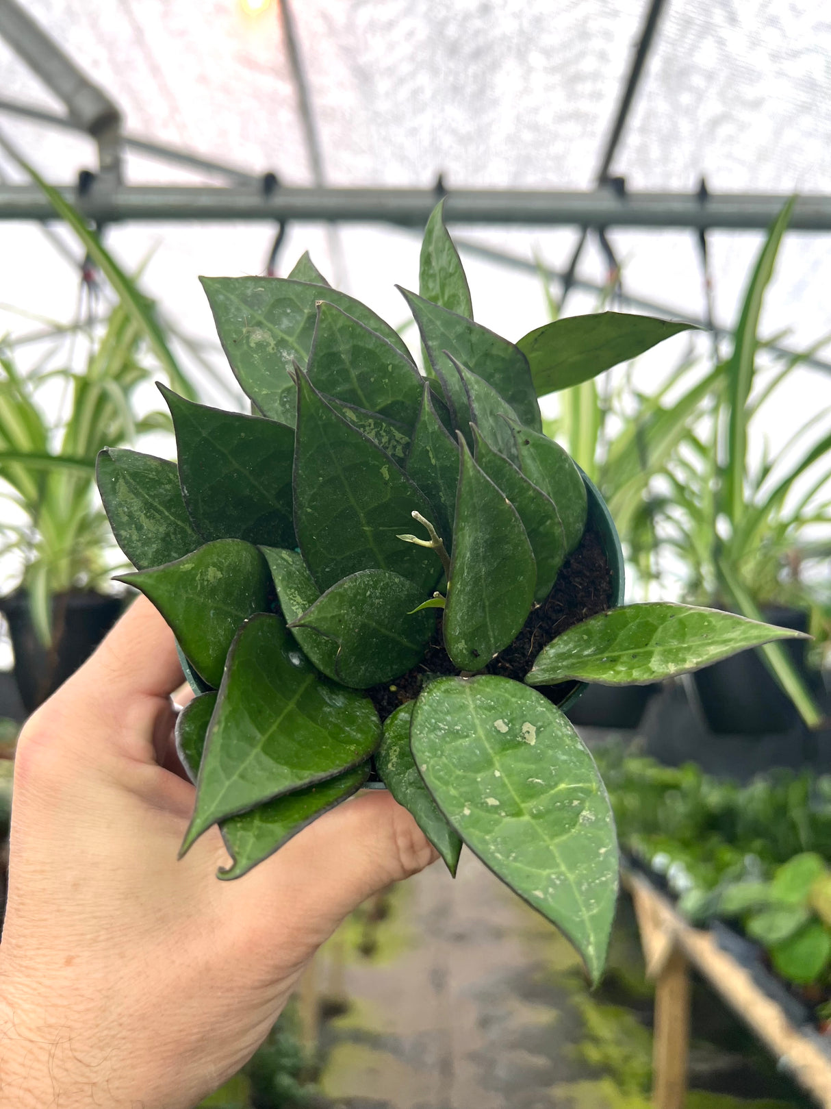 4” Hoya verticillata 'Black Margin'