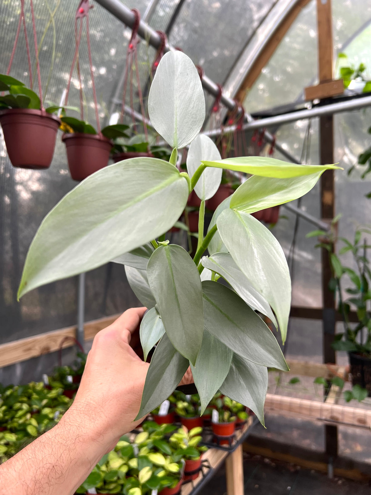 4" Philodendron Silver Sword