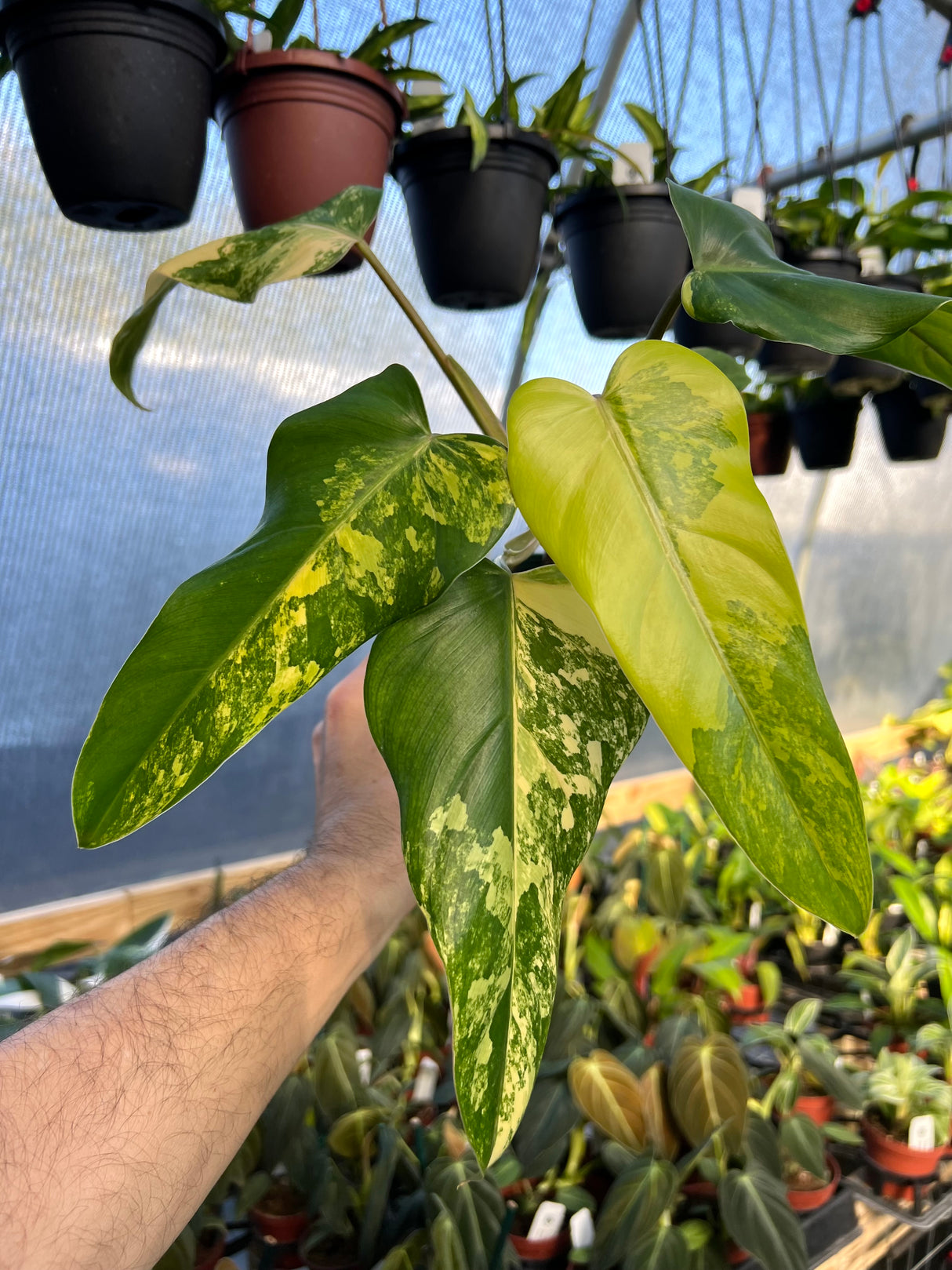 4” Philodendron domesticum variegated