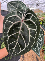 5" Anthurium by Doc Block (NOID)