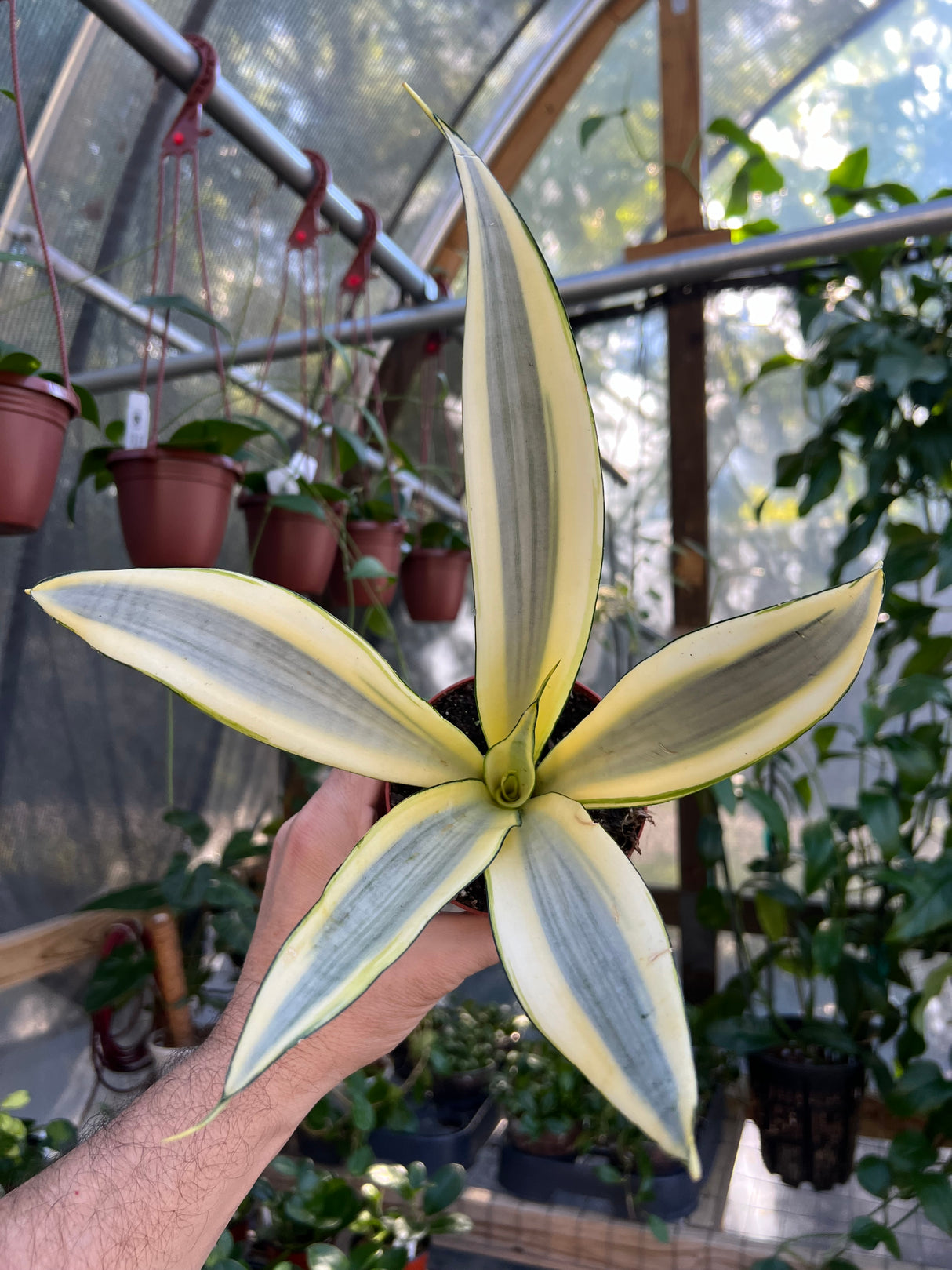 4" Sansevieria Ghost