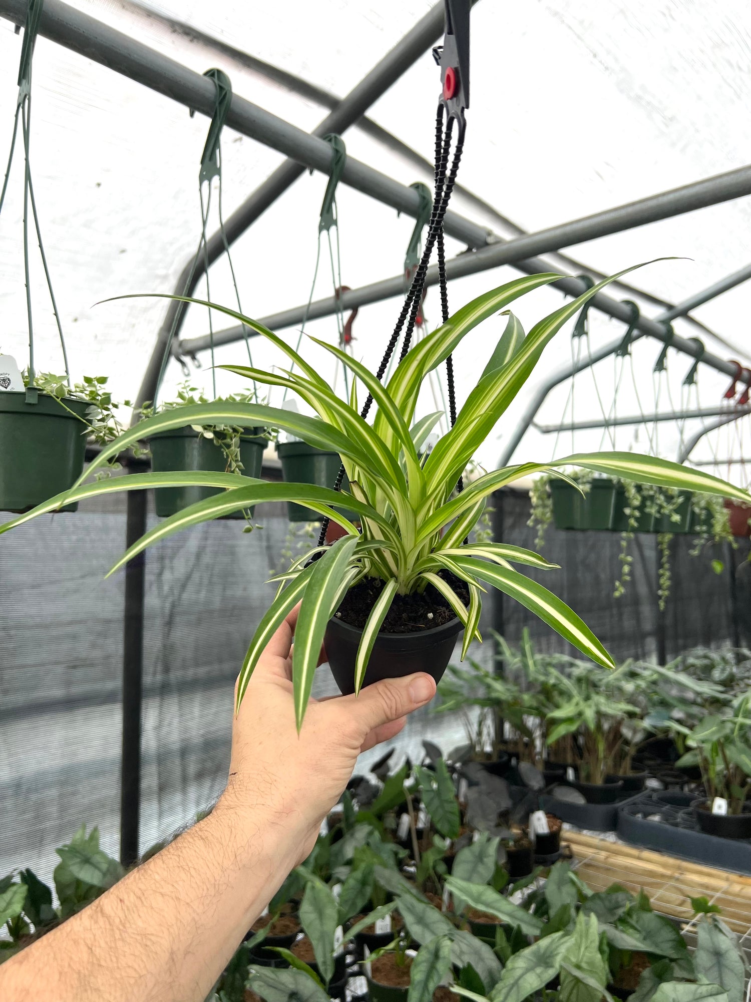 hanging spider plant pot 4" Spider Plant 'Atlantic' hanging basket