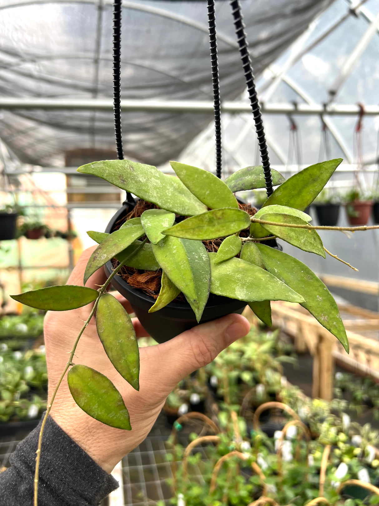 4" Hoya flagellata hanging basket