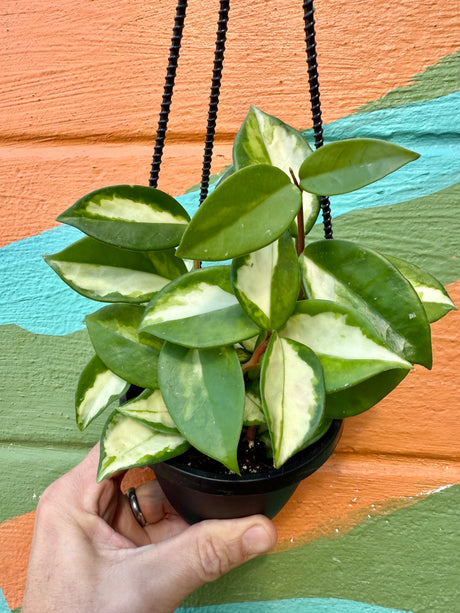 4" Hoya ‘Krimson Princess’ hanging basket