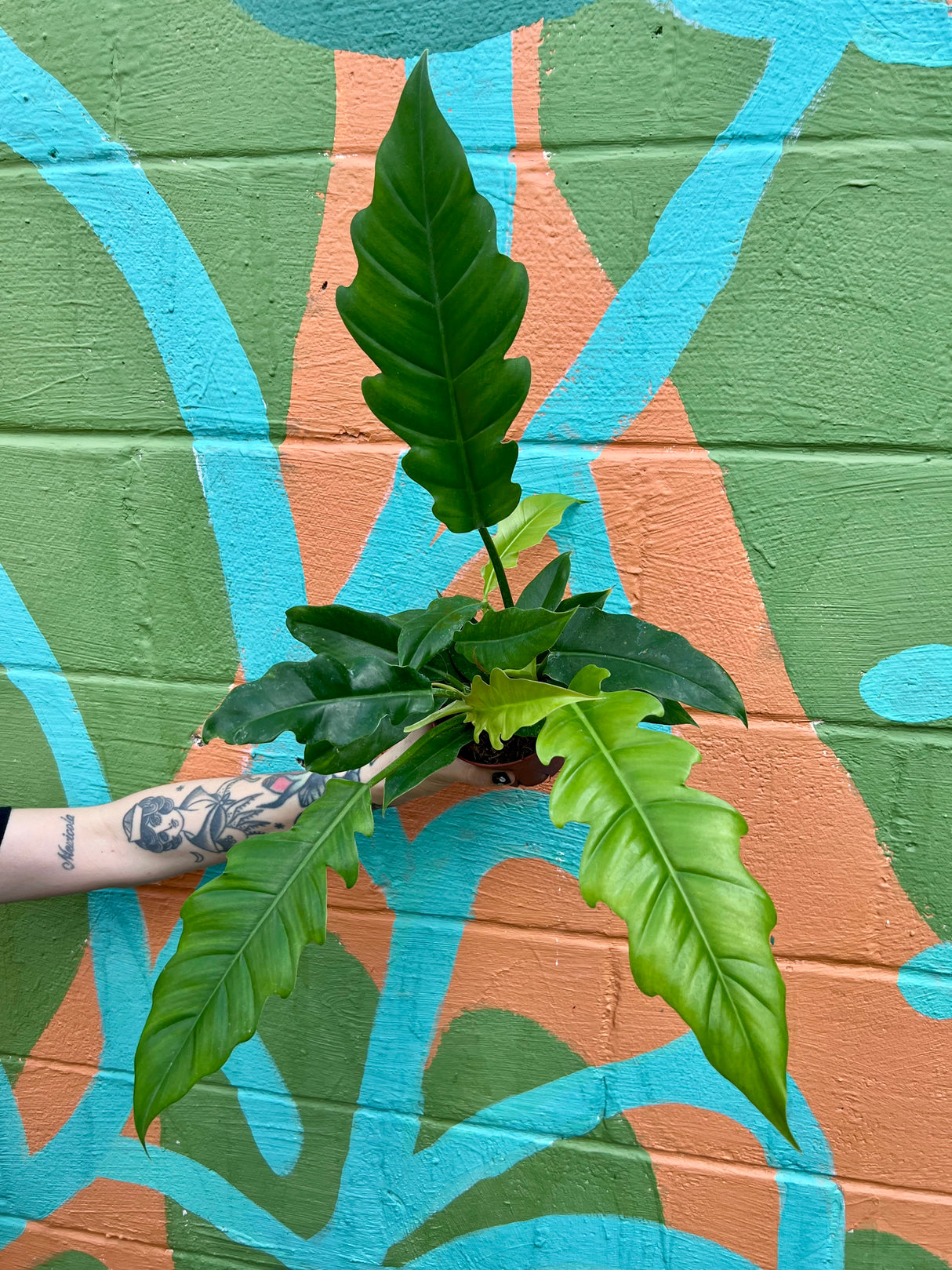 4" Philodendron ‘Jungle Boogie’ - Canopy Plant Co.