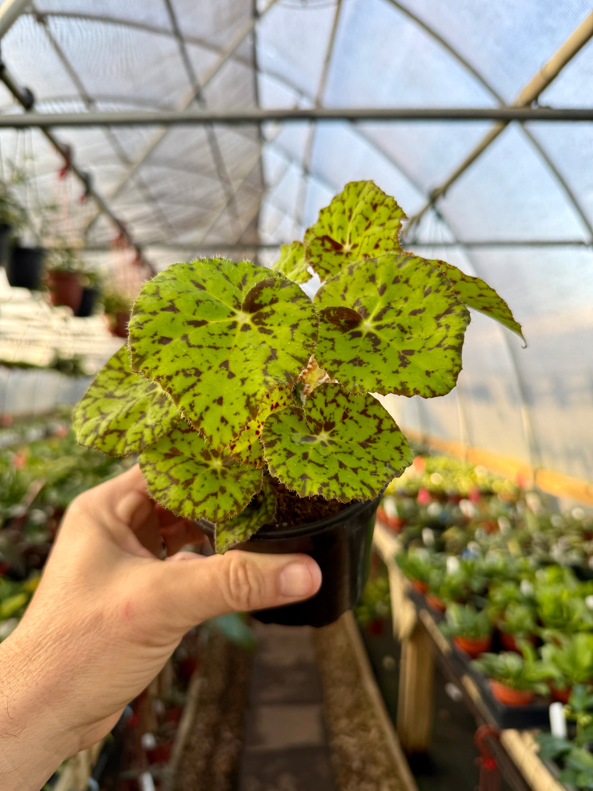 4" Begonia 'Lime Fever' - Canopy Plant Co.