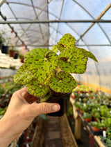 4" Begonia 'Lime Fever' - Canopy Plant Co.