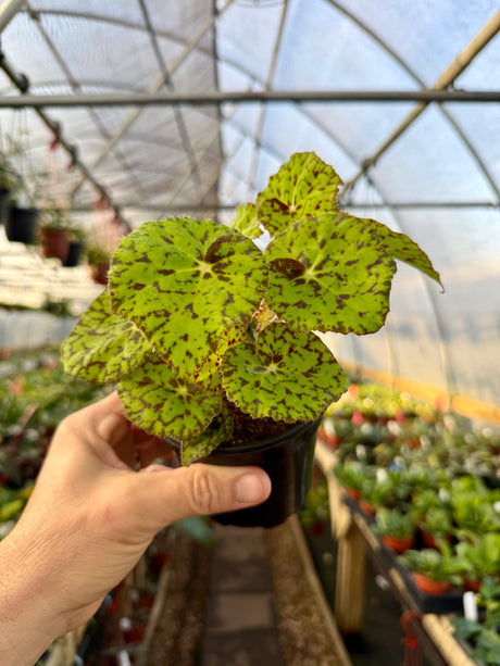 4" Begonia 'Lime Fever' - Canopy Plant Co.