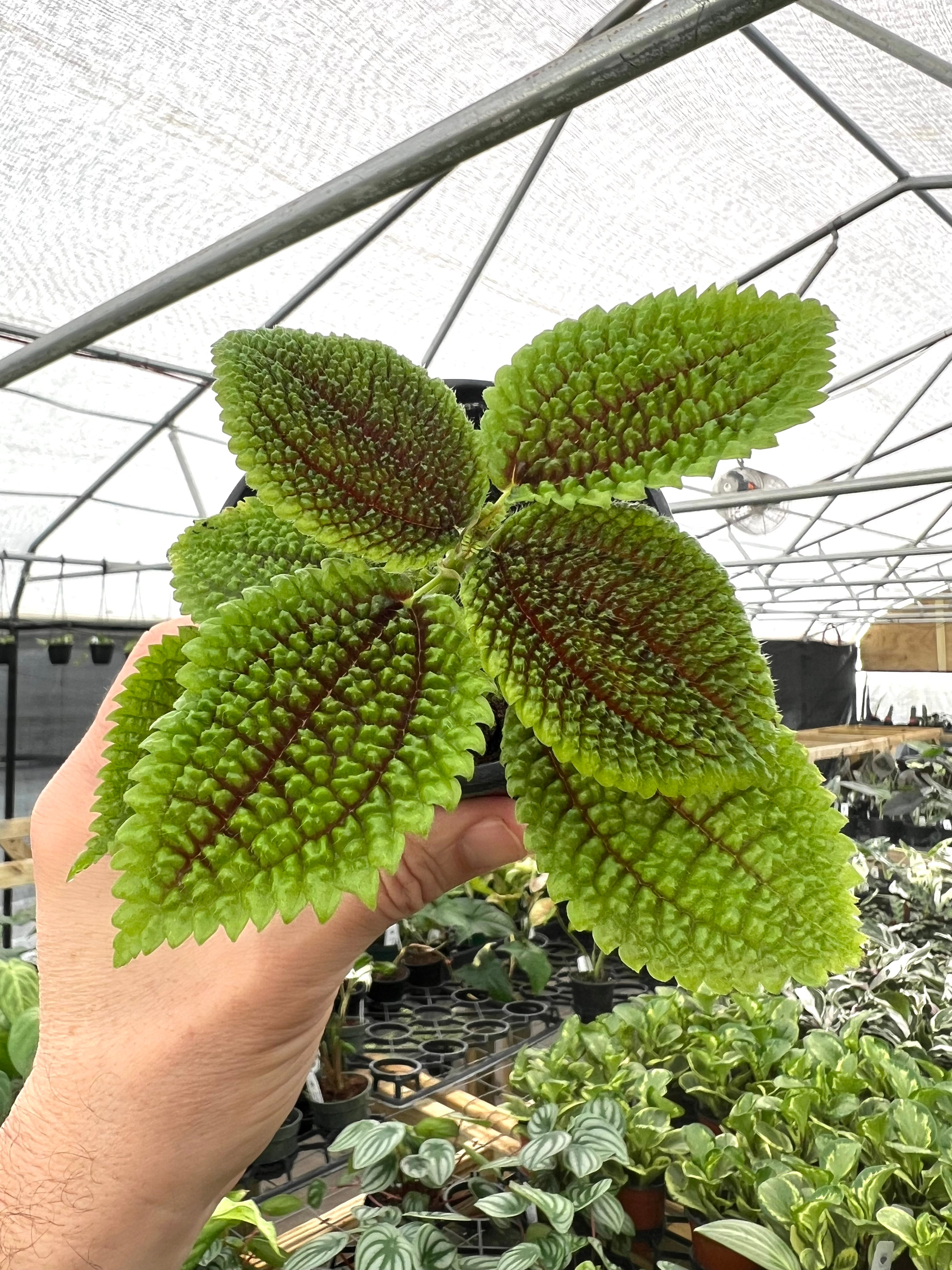 abies pinspo concolor もみの木 ヒマラヤシーダー 観葉植物