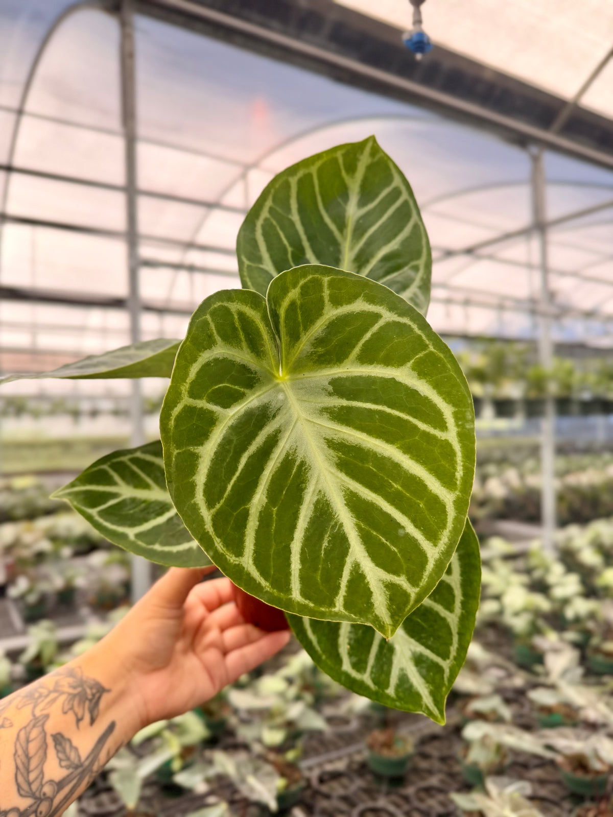 4” Anthurium ‘Silver Blush’