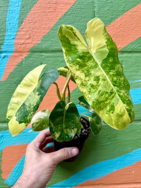 4” Philodendron ‘Burle Marx’ variegated - Canopy Plant Co.