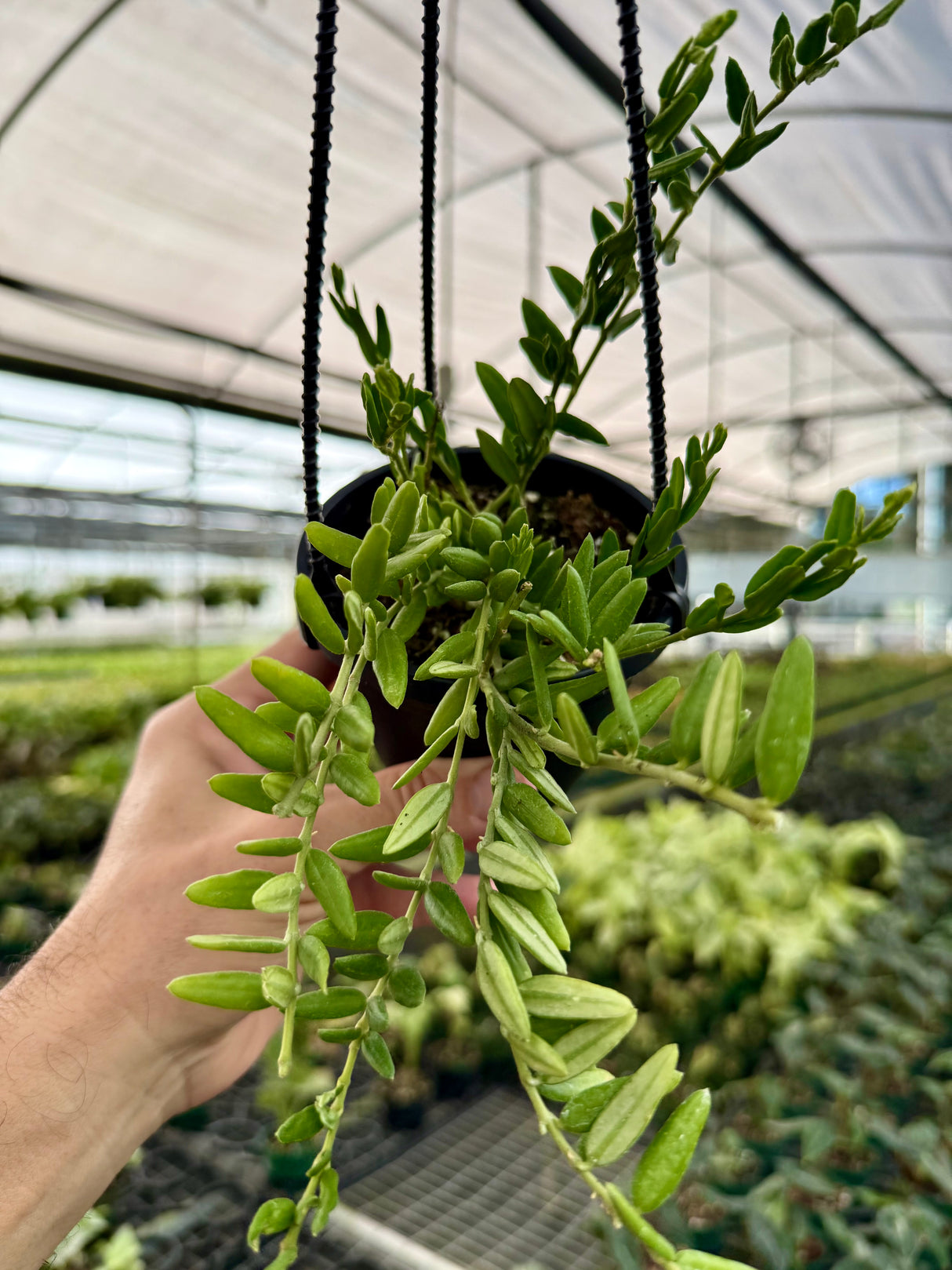 4" Hoya engleriana hanging basket