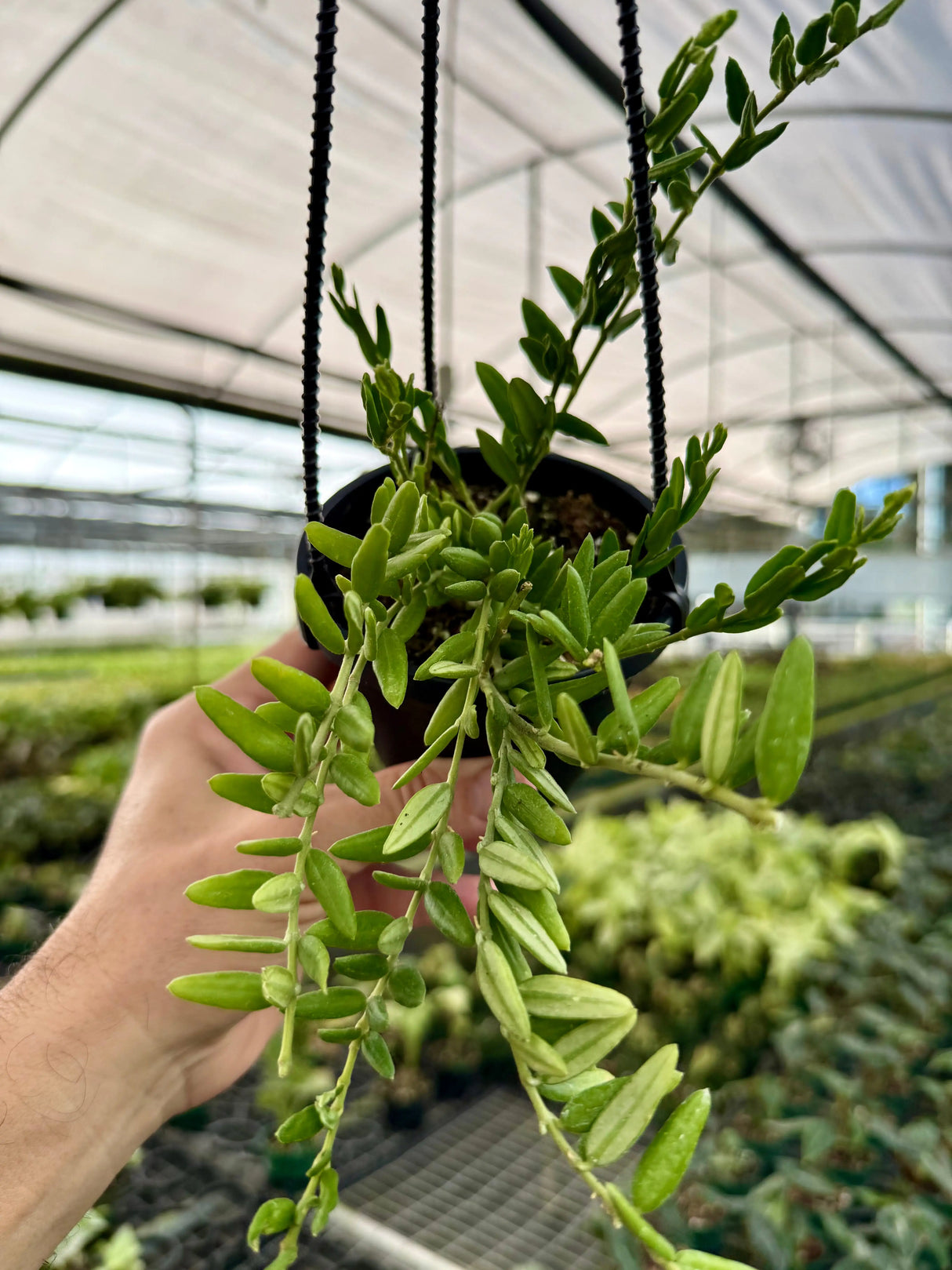 4" Hoya engleriana hanging basket