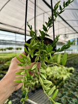 4" Hoya engleriana hanging basket